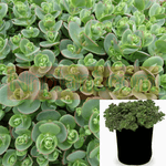 Sedum Lime Zinger 1Gallon Succulent Drought Tolerant Plant Hylotelephium Lime Zinger Stonecrop Plant Live Mr7Ht7 Best