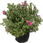 Cistus Purpureus 1Gallon Cistus Purpureus Pink Orchid Rockrose 1Gallon Cistus Purpureus Purple Flowered Live Plant Mr7