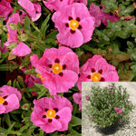 Cistus Purpureus 1Gallon Cistus Purpureus Pink Orchid Rockrose 1Gallon Cistus Purpureus Purple Flowered Live Plant Mr7