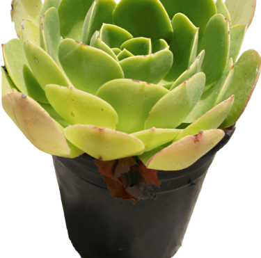 Aeonium Urbicum Side Salad 1Gallon Pot Salad Bowl Plant Succulent + Live Plant Ho7Ht7