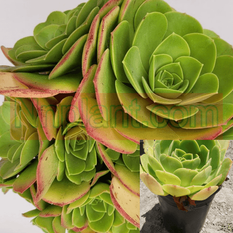 Aeonium Urbicum Side Salad 1Gallon Pot Salad Bowl Plant Succulent + Live Plant Ho7Ht7