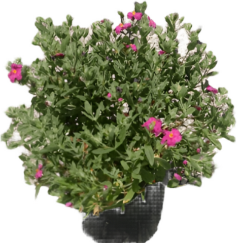 Cistus Purpureus 5Gallon Cistus Purpureus Pink Orchid Rockrose Plant Cistus Purpureus Purple Flowered Live Plant Gr7