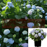 Hydrangea Es Bloomstruck 3Gallon Hydrangea Es Bloomstruck Blue Plant Bloomstruck Hydrangea Plant Flower Live Plant Ho7