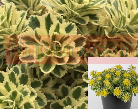 10Cuttings Sedum Succulent Atlantis Atlantis Stonecrop Yellow Lime Succulents 10Cuttings Plant Not Rooted