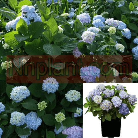 Hydrangea Bloom Struck 3 Gallon Plant Es Bloomstruck Blue Flower Live Plant Fr7