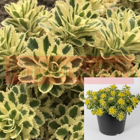 Sedum Succulent Atlantis 6Pks Of 2Inches Pot Atlantis Stonecrop Yellow Lime Succulents Ht7 Live Plant