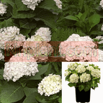 Hydrangea Es Blushing Bride 3 Gallon Endless White Pot Bigleaf Plant Shrub L