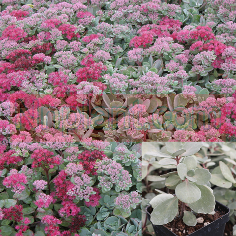 Sedum Succulent Vera Jameson Stonecrop Plant Blue Rocky Garden 6Pks Of 2Inches Ht7