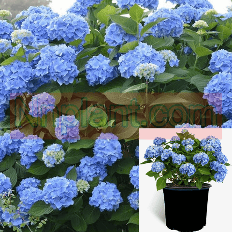 Hydrangea Mac Nikko Blue 1Gallon Bigleaf Hydrangea Plant Dormant Shrub + Live Plant Gg7