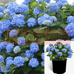 Hydrangea Mac Nikko Blue 5Gallon Bigleaf Hydrangea Plant Dormant Shrub + Live Plant Gg7