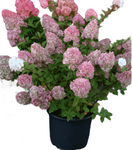 Hydrangea Pan Fe Diamond Rouge 3Gallon Hydrangea Paniculata Fire Diamond Rouge Red Panicle Hydrangea Shrub Ho7 Live Plant