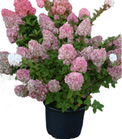 Hydrangea Pan Fe Diamond Rouge 3 Gallon Paniculata Fire Red Panicle Shrub Ho7 Live Plant