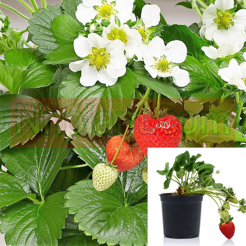 Strawberry Ornamental Plant 12Packs Of 2Inches Pot Fragaria Chiloensis Lipstick Live Plant Ground Covering Read