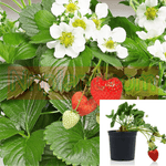 Fragaria Chiloensis 1Gallon Beach Strawberry Pacific Beach Strawberry Live Plant Outdoor Fr7