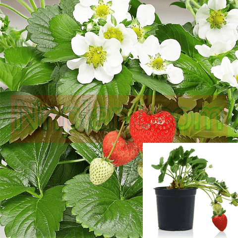 Fragaria Chiloensis 1Gallon Beach Strawberry Pacific Beach Strawberry Live Plant Outdoor Fr7