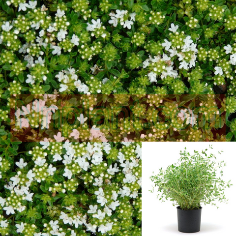 Thyme White Plant 12Packs Of 2Inches Pot Thymus Serpyllum Albus Live Plant Plant Ground Covering R