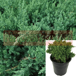 Juniperus Ch Shimpaku Kishu 5 Gallon Pot Juniper Plant Shrub Outdoor Live Plant Ho7