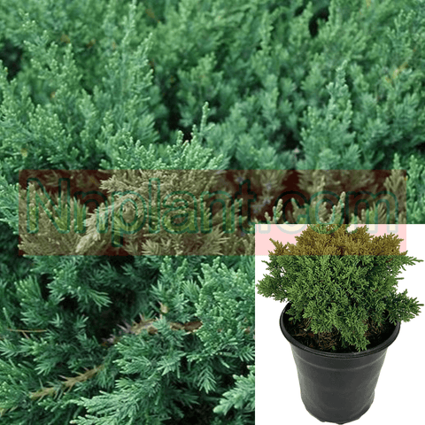 Juniperus Chinensis Shimpaku Sargentii Shimpaku 5Gallon Pot Shimpaku Juniper Plant Shrub Outdoor Live Plant Ho7