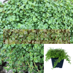 Thyme Elfin Plant 12Packs Of 2Inches Pot Thymus Serpyllum Live Plant Plant Ht7
