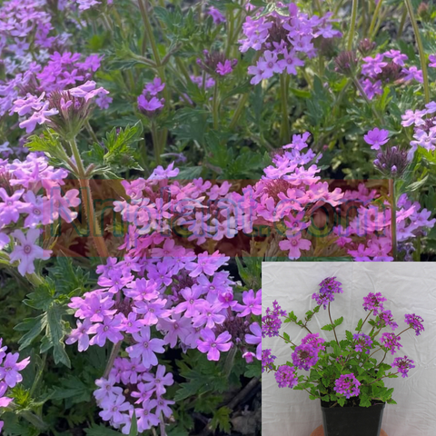 Verbena Homestead Purple Plant 12Packs Of 2Inches Pot Verbena Violet Purple Live Plant Plant Mr