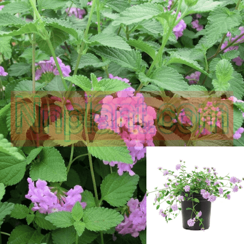 Lantana Mont Trailing Purple 1Gallon Lantana Purple Falls 1Gallon Pot Lantana Montevidensis Purple Plant Shrub Live Plant Ho7