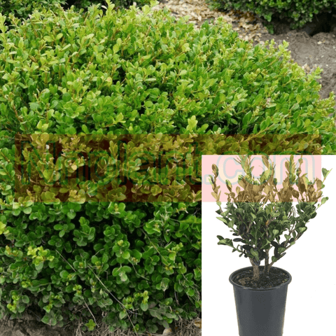 Buxus Winter Gem 1Gallon Buxus Japonica Winter Gem Plant Winter Gem Boxwood 1Gallon Live Plant Fr7