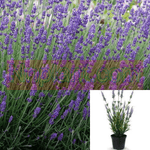Lavandula Ang Hidcote 1 Gallon Blue Spirit Live Plant Gr7