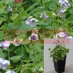 Viola Hederacea Native Violet 1Gallon Viola Hederacea Baby Purple Blue Live Plant Onsale Ht7 Best