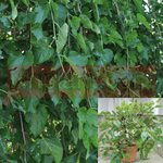 Morus Alba Fruitless 5Gallon Pot White Mulberry Plant Shrub Outdoor Live Plant Ho7