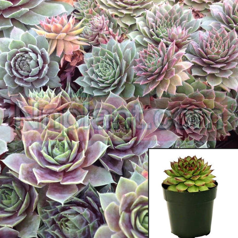 5 Cuttings Sempervivum Krebs Hens And Chicks rossy rose succulent Houseleek Hens Chicks Succulent Liner Mr7