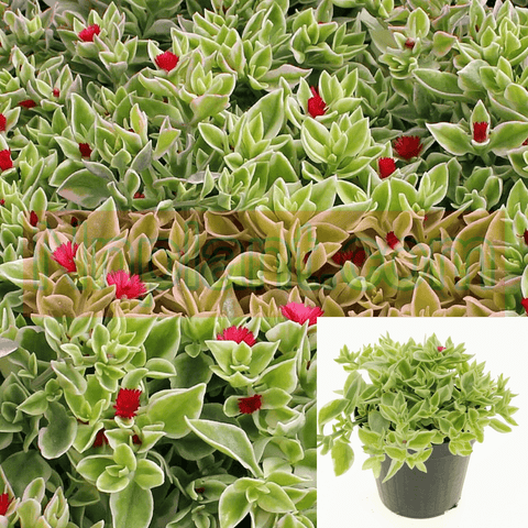 Aptenia Red Apple Variegated Plant 4 inches Pot Baby Sun Rose Variegated Ground Cover Live Plant