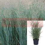Panicum Virg Heavy Metal 5Gallon Panicum Virgatum Heavy Metal 5Gallon Pot Blue Switch Grass Plant Grass Live Plant Ho7Ht7
