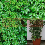 Parthenocissus Quinquefolia 1Gallon Pot Virginia Creeper Plant Vine Live Plant Ho7