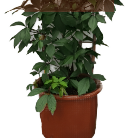 Parthenocissus Quinquefolia 1Gallon Pot Virginia Creeper Plant Vine Live Plant Ho7