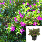 Cuphea Hyssopifolia Lavender Lace Plant False Heather Dwarf 1Gallon Perennials Live Plant Mr7Ht7