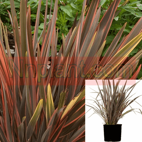 Phormium Sundowner 1Gallon Pot Flax Lily Red Yellow Plant Grass Outdoor Live Plant Fr7