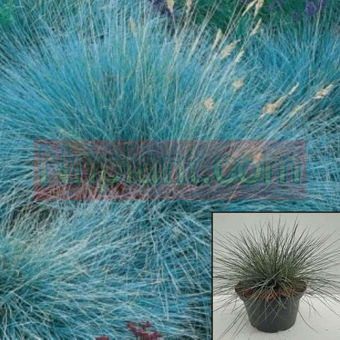 Grass Festuca Glauca Elijah Blue 1Gallon Grass Festuca Blue Live Plant Gg7