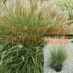 Miscanthus Sin Adagio 1Gallon Plant Dwarf Maiden Grass Plant Miscanthus Sinensis Adagio Plant Mr7