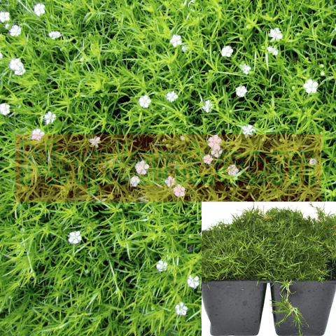 Moss Irish Plant Pearlwort Sagina Subulata Plant Live Plant 6Packs Of 2Inches Pot Ht7