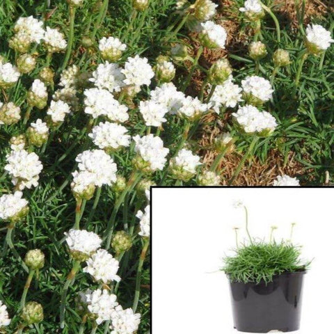 Armeria Maritima Alba Plant 12Pack Of 2Inches Pot White Thrift Live Plant Plant Ground Covering