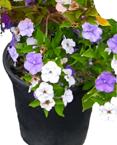 Brunfelsia Floribunda 5Gallon Pot Brunfelsia Blue Compacta Floribunda Morning Noon And Night Plant Shrub Live Plant Hogr