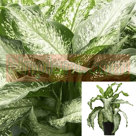 Dieffenbachia Tiki Plant 8Inches Pot Dumb Cane Tropical Tiki Plant House Live Plant Ht7
