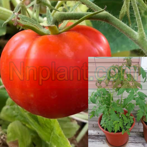 Tomatoes Jersey Boy Tomatoes Plant 1Gallon Marriage Jersey Boy Live Plant Pv7Ht7 Best