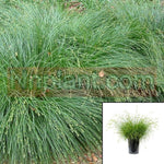 Carex Divulsa 1Gallon Carex Tumulicola Divulsa Plant Berkeley grasses Live plant gr7