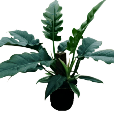 Philodendron Narrow Plant 6Inches Pot Philodendron Tiger Tooth Plant House Live Plant