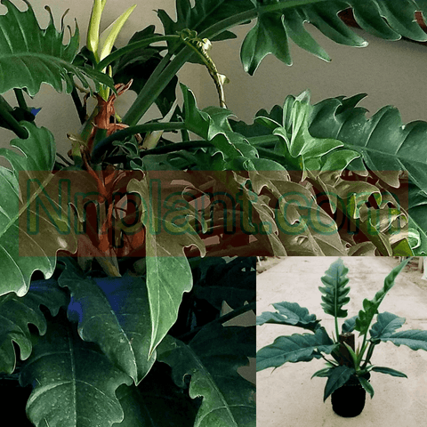 Philodendron Narrow Plant 6Inches Pot Philodendron Tiger Tooth Plant House Live Plant