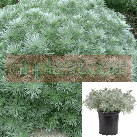 Artemisia Silver Mound Plant Artemisia Schmidtiana L Angels Hair Jade Green Plant 48Packs Of 2Inches