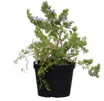 Rosmarinus Off Roman Beauty 5Gallon Rosmary Rosmarinus Officinalis Roman Beauty Outdoor Live Plant Mr7