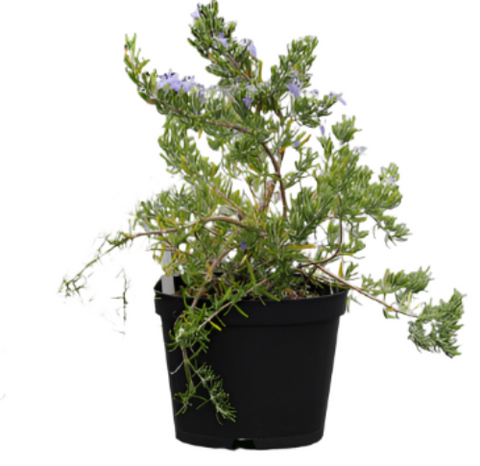 Rosmarinus Off Roman Beauty 1Gallon Rosmary Rosmarinus Officinalis Roman Beauty Outdoor Live Plant Mr7