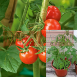 Tomatoes Matt Wild Cherry Tomatoes Plant 1Gallon Solanum Lycopersicum Cherry Live Plant Pv7Ht7 Best